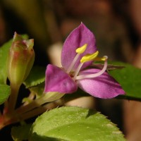 Sonerila silvatica Lundin